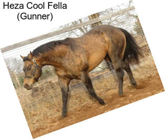 Heza Cool Fella (Gunner)