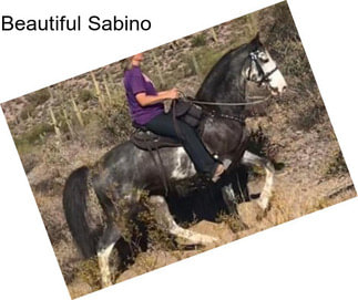 Beautiful Sabino