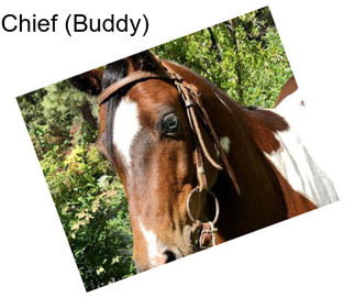 Chief (Buddy)
