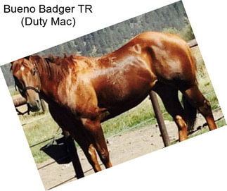 Bueno Badger TR (Duty Mac)