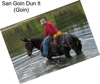 San Goin Dun It (Goin)