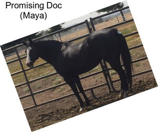 Promising Doc (Maya)