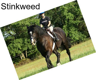 Stinkweed