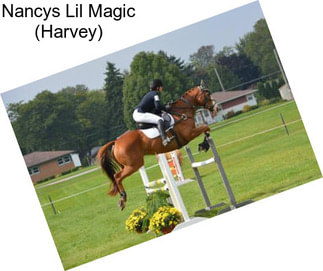 Nancys Lil Magic (Harvey)
