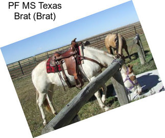 PF MS Texas Brat (Brat)