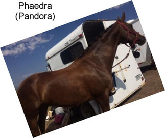 Phaedra (Pandora)