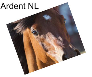 Ardent NL