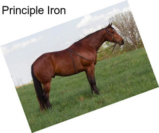 Principle Iron