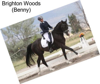 Brighton Woods (Benny)