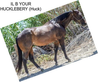 IL B YOUR HUCKLEBERY (Huck)