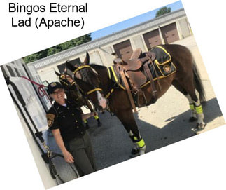 Bingos Eternal Lad (Apache)