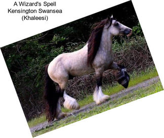 A Wizard\'s Spell Kensington Swansea (Khaleesi)
