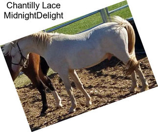 Chantilly Lace MidnightDelight