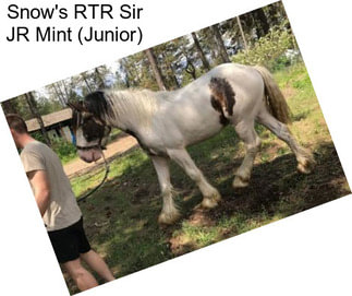 Snow\'s RTR Sir JR Mint (Junior)