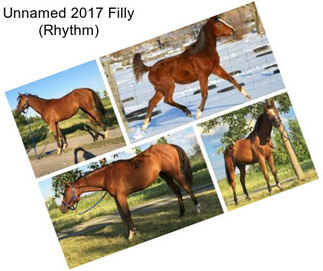 Unnamed 2017 Filly (Rhythm)