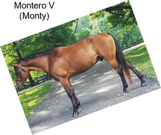 Montero V (Monty)