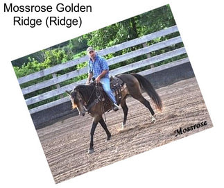 Mossrose Golden Ridge (Ridge)