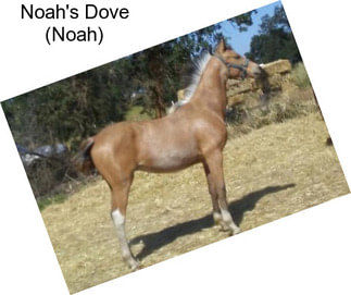 Noah\'s Dove (Noah)