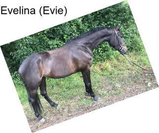Evelina (Evie)