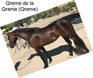 Qreme de la Qreme (Qreme)