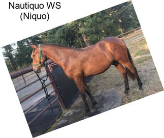 Nautiquo WS (Niquo)