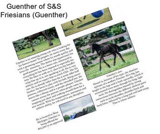 Guenther of S&S Friesians (Guenther)