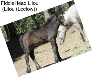 FiddleHead Lilou (Lilou (Leelow))