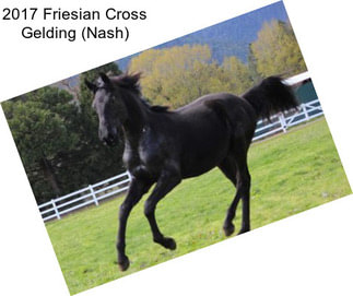 2017 Friesian Cross Gelding (Nash)