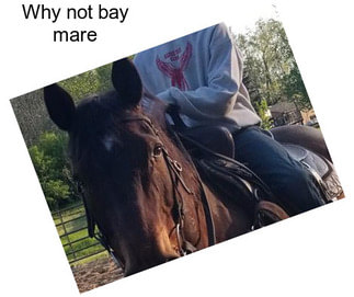 Why not bay mare