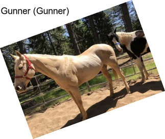 Gunner (Gunner)