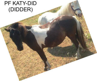 PF KATY-DID (DIDDER)