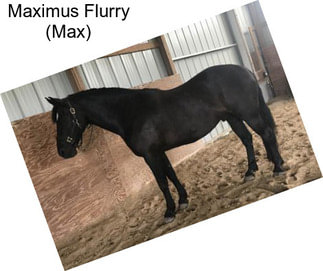 Maximus Flurry (Max)