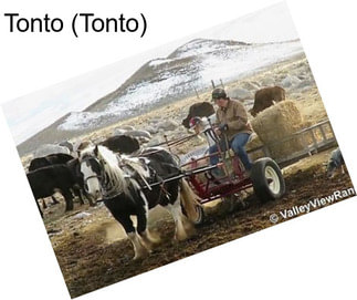 Tonto (Tonto)