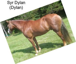 Syr Dylan (Dylan)