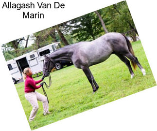 Allagash Van De Marin