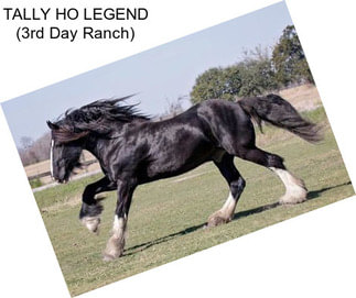 TALLY HO LEGEND (3rd Day Ranch)