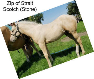 Zip of Strait Scotch (Stone)