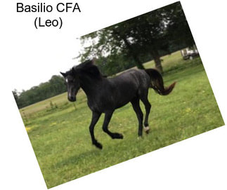 Basilio CFA (Leo)