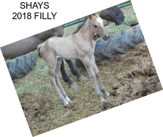 SHAYS 2018 FILLY