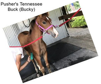Pusher\'s Tennessee Buck (Bucky)