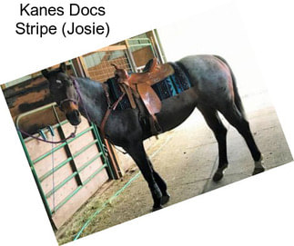 Kanes Docs Stripe (Josie)