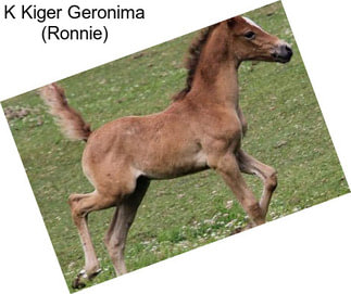 K Kiger Geronima (Ronnie)