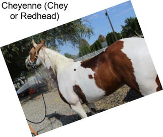 Cheyenne (Chey or Redhead)