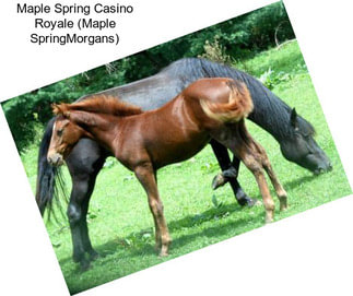 Maple Spring Casino Royale (Maple SpringMorgans)