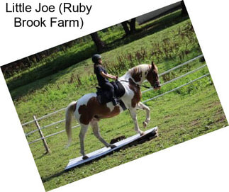 Little Joe (Ruby Brook Farm)