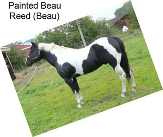 Painted Beau Reed (Beau)