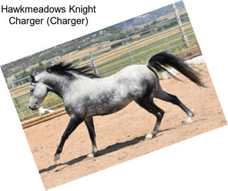 Hawkmeadows Knight Charger (Charger)