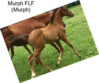 Murph FLF (Murph)