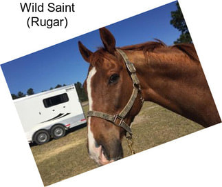 Wild Saint (Rugar)