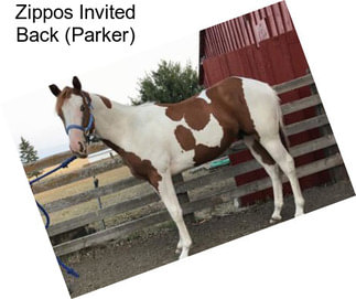 Zippos Invited Back (Parker)